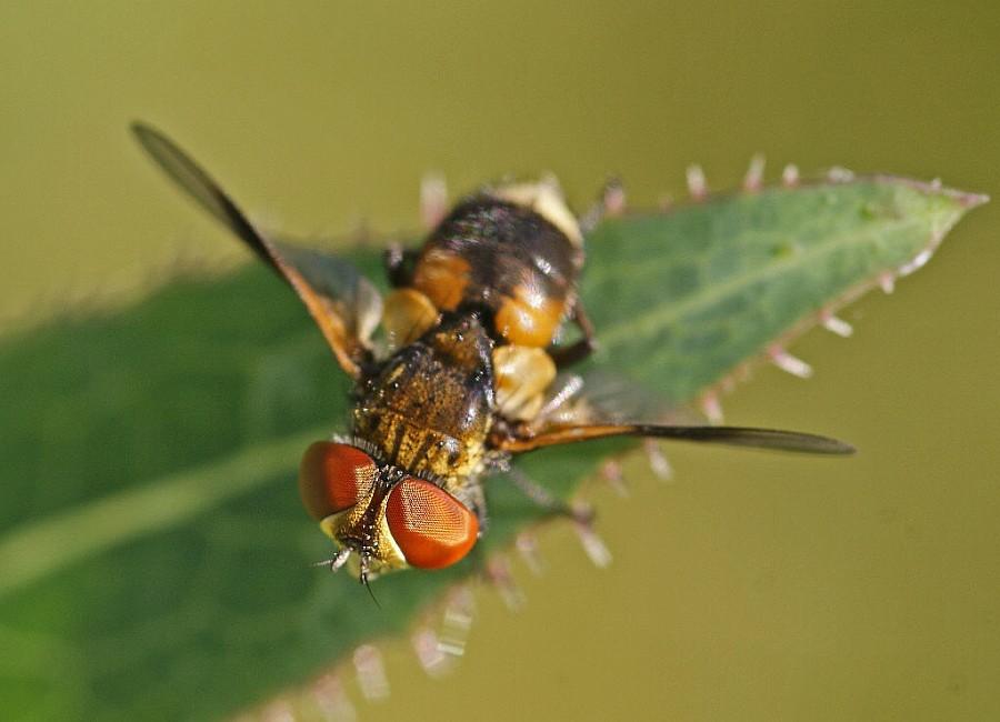 Ectophasia crassipennis / Breitflügelige Raupenfliege / Raupenfliegen
